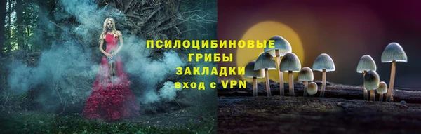 прущие грибы Новодвинск